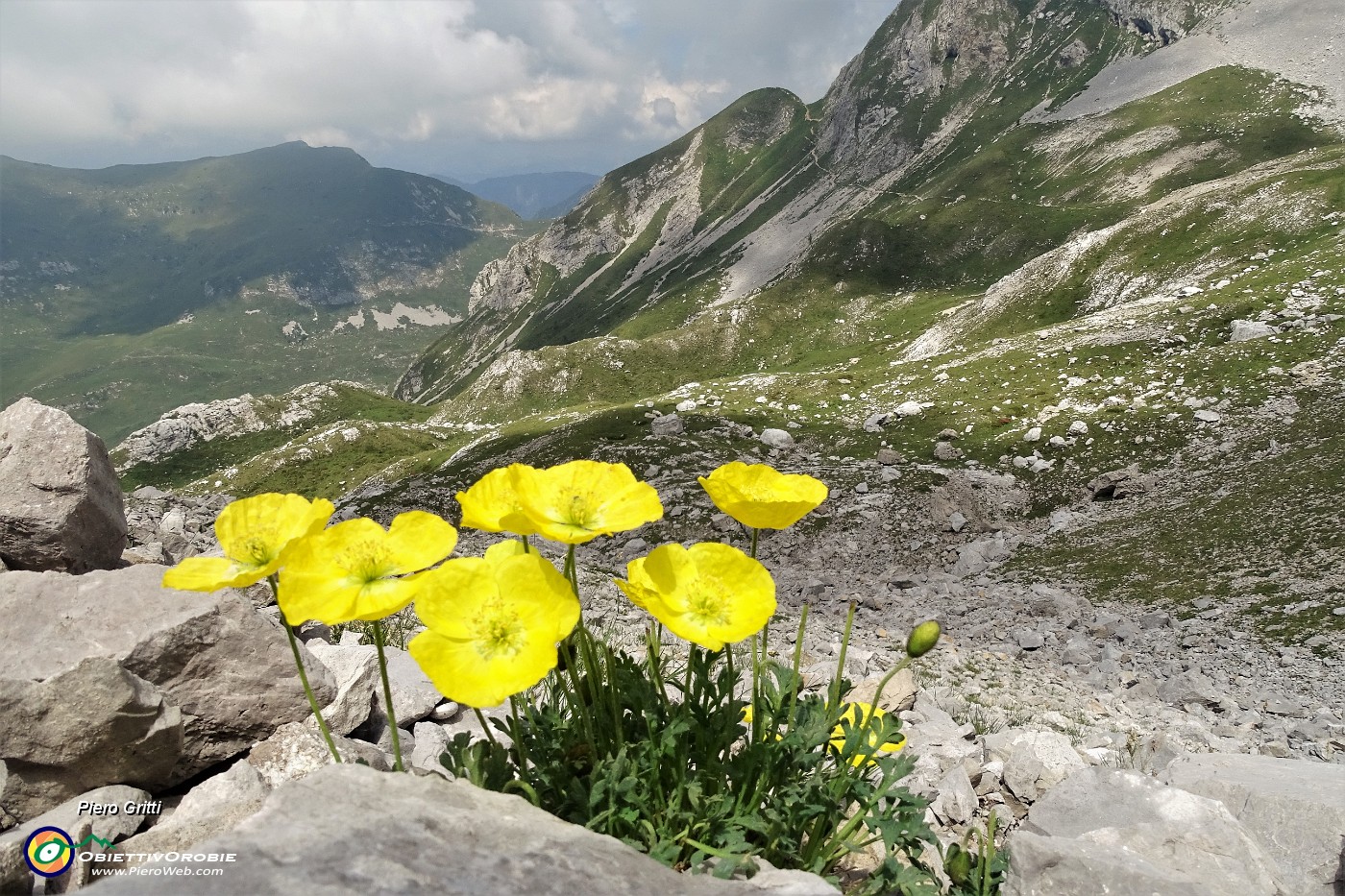 37 Papavero alpino (Papaver rhaeticum).JPG